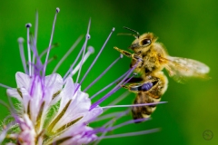 mister bee mister bee